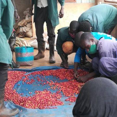 The Harvest in Uganda: Lessons from the Coffee Fields