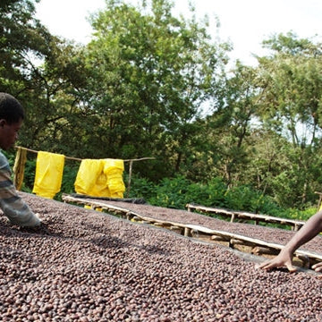 Ethiopia Aramo