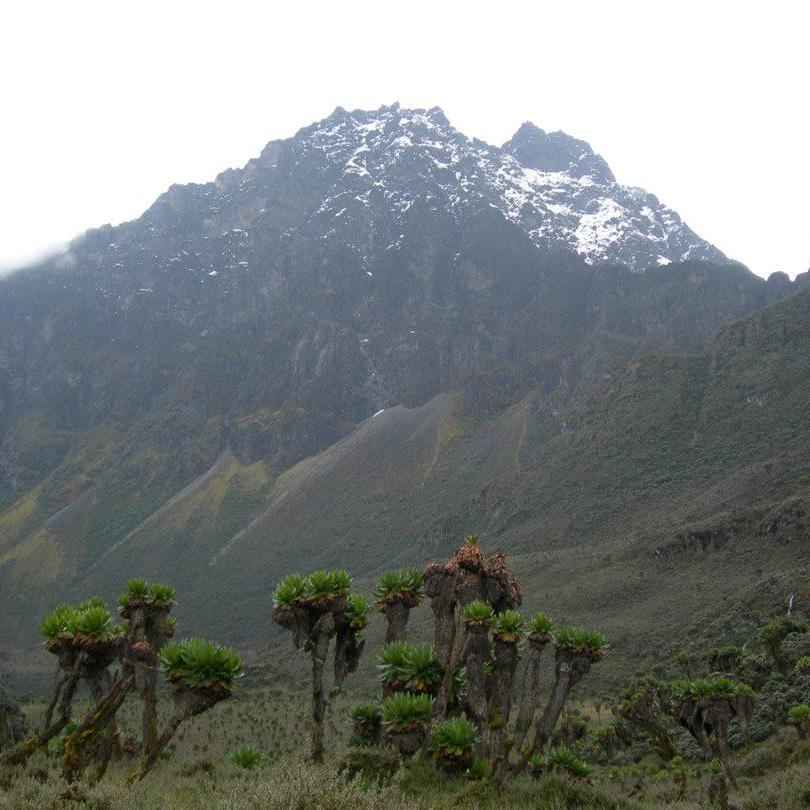 Mt Elgon coffee-growing region in Uganda with snow-capped peaks and lush vegetation, ideal for organic and fair-trade coffee cultivation.