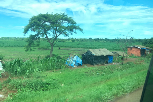 Ugandan Bugisu Brewing and Other Thoughts