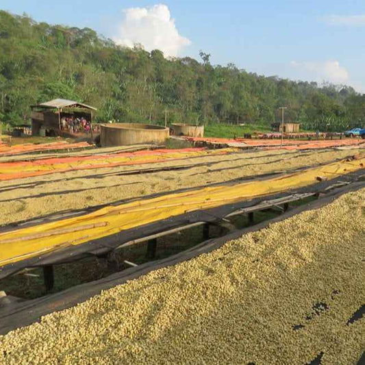 Coffee cherries drying in the sun at a farmer’s field in Sidamo, Guji region of Ethiopia, representing the origin of our premium Ethiopian coffee.