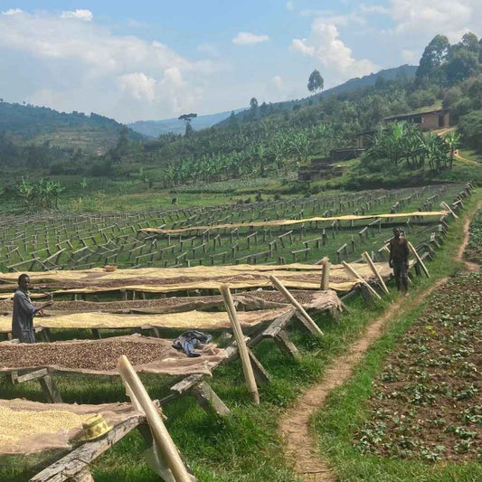 Coffee beans being processed at the Mahonda washing station in Burundi, representing the origin of our premium Burundian coffee.