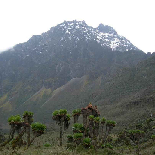 Mt Elgon coffee-growing region in Uganda with snow-capped peaks and lush vegetation, ideal for organic and fair-trade coffee cultivation.