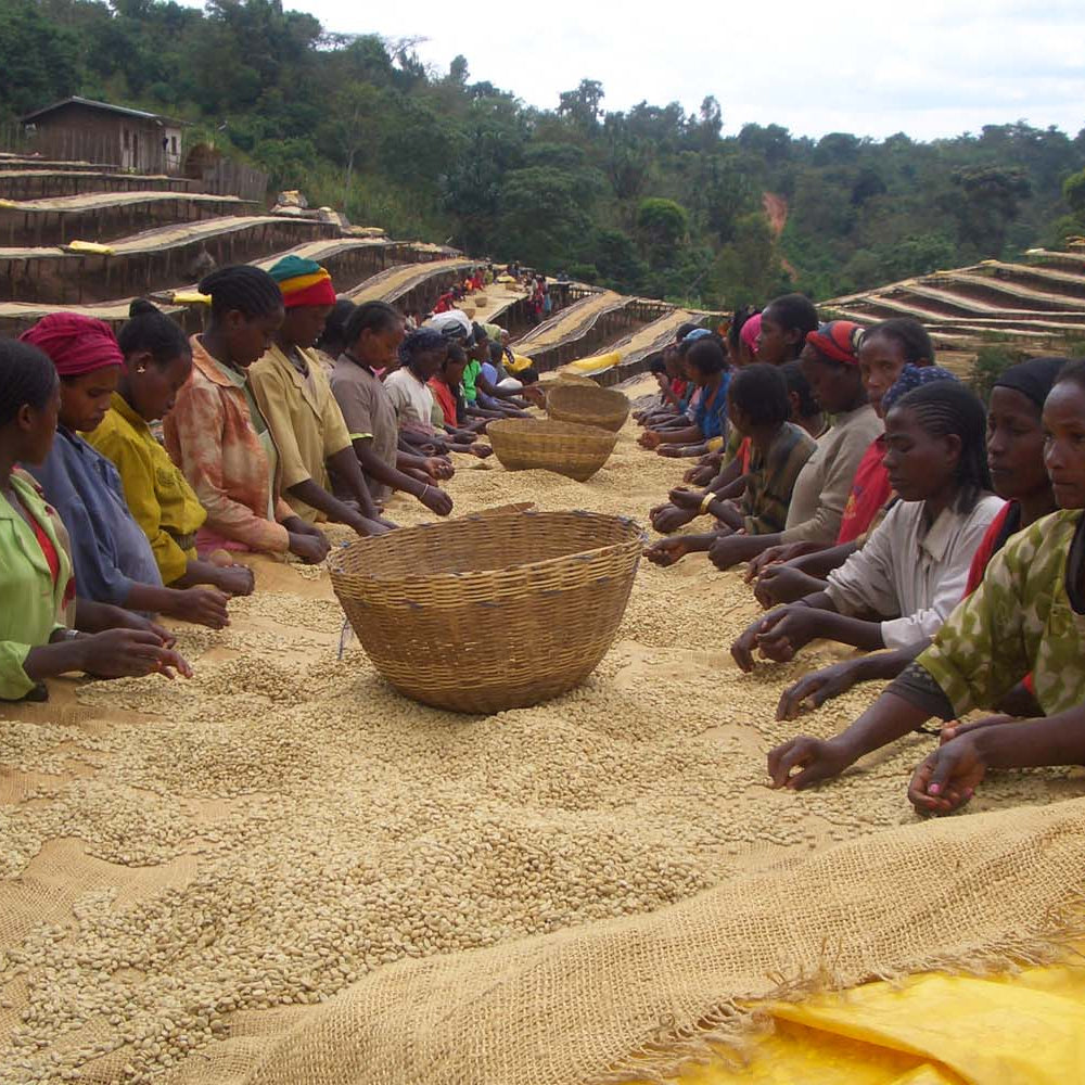 Ethiopian Yirgacheffe