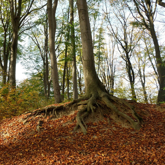 Revival Roots