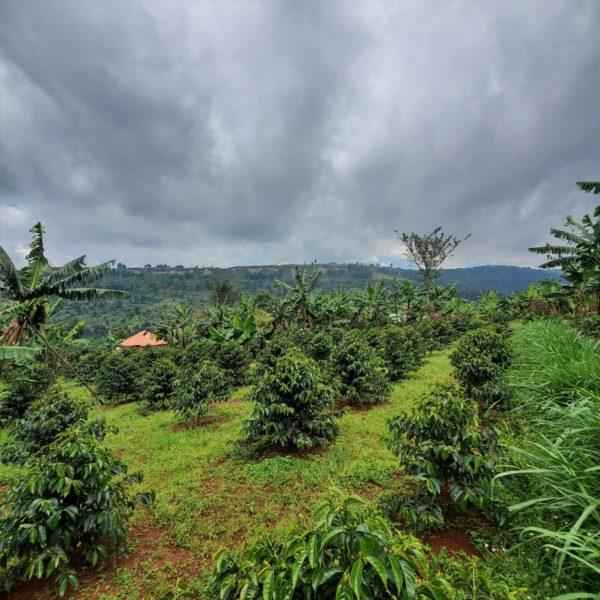 A scenic view of a coffee farm in Veracruz, Mexico, with rows of lush coffee plants stretching across the rolling hills, surrounded by vibrant green foliage and the soft mist of the morning.